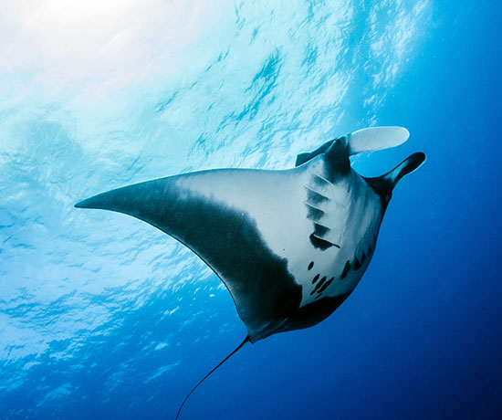 Diving-cruise-rates-raja-ampat