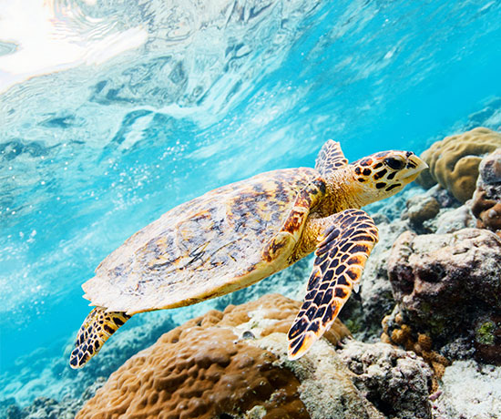 Snorkeling-Cruise-rates