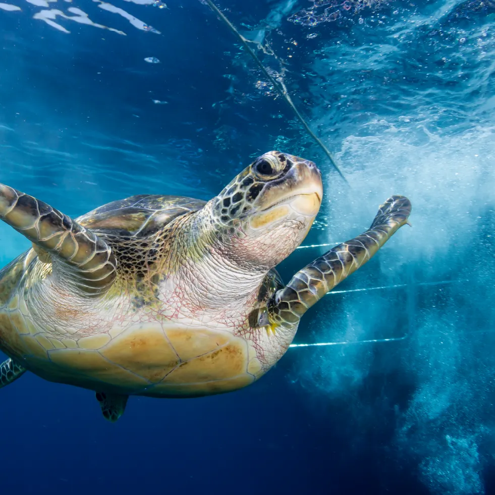 sea turtle raja ampat coral reef